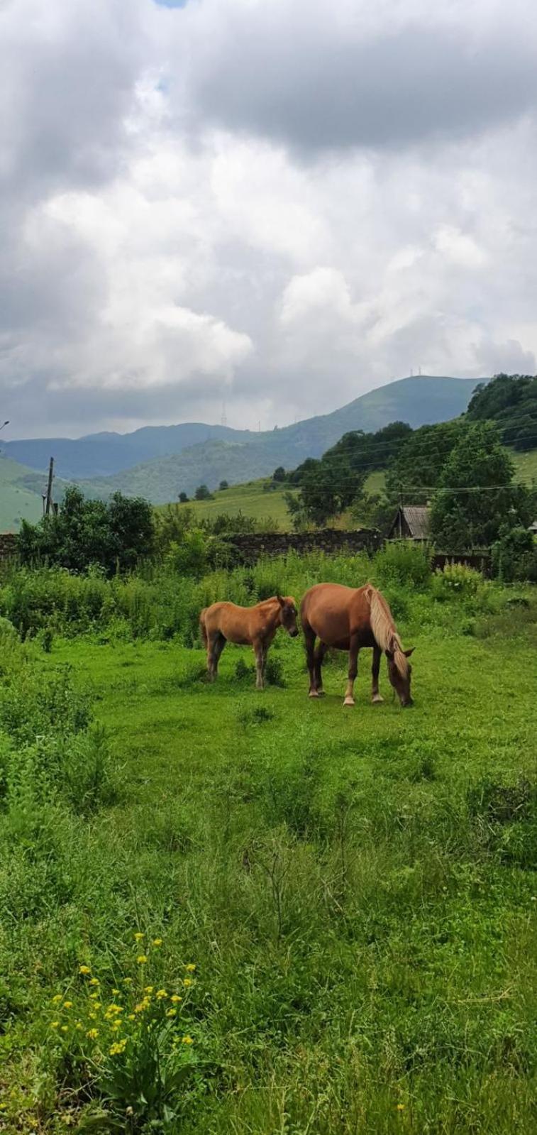 Green Agarak Guest House Near Dendropark, Stepanavan Gyulagarak Luaran gambar